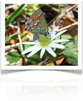 Austin Landscaping Design