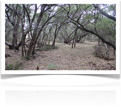 Austin Landscaping Design