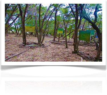 Austin Landscaping Design