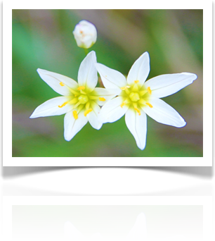 Austin Landscaping Design