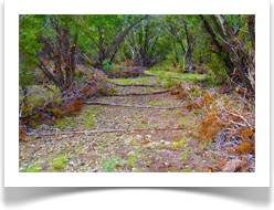 Open Space & Keep The Shade Trees