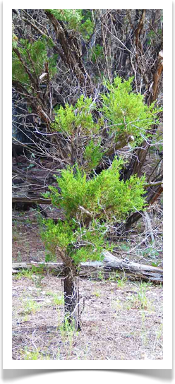 Tree Clearing or Tree Cleaning. Bonsai Cedar!