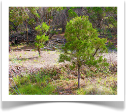 Bonsai Cedar Tree Service in Austin Texas