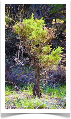 Tree Service in Austin Texas: Bonsai Trees