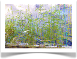 Austin Garden Living Walls