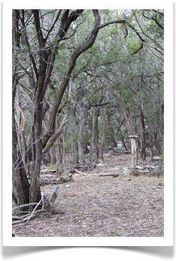 Land Art Landscaping Designer